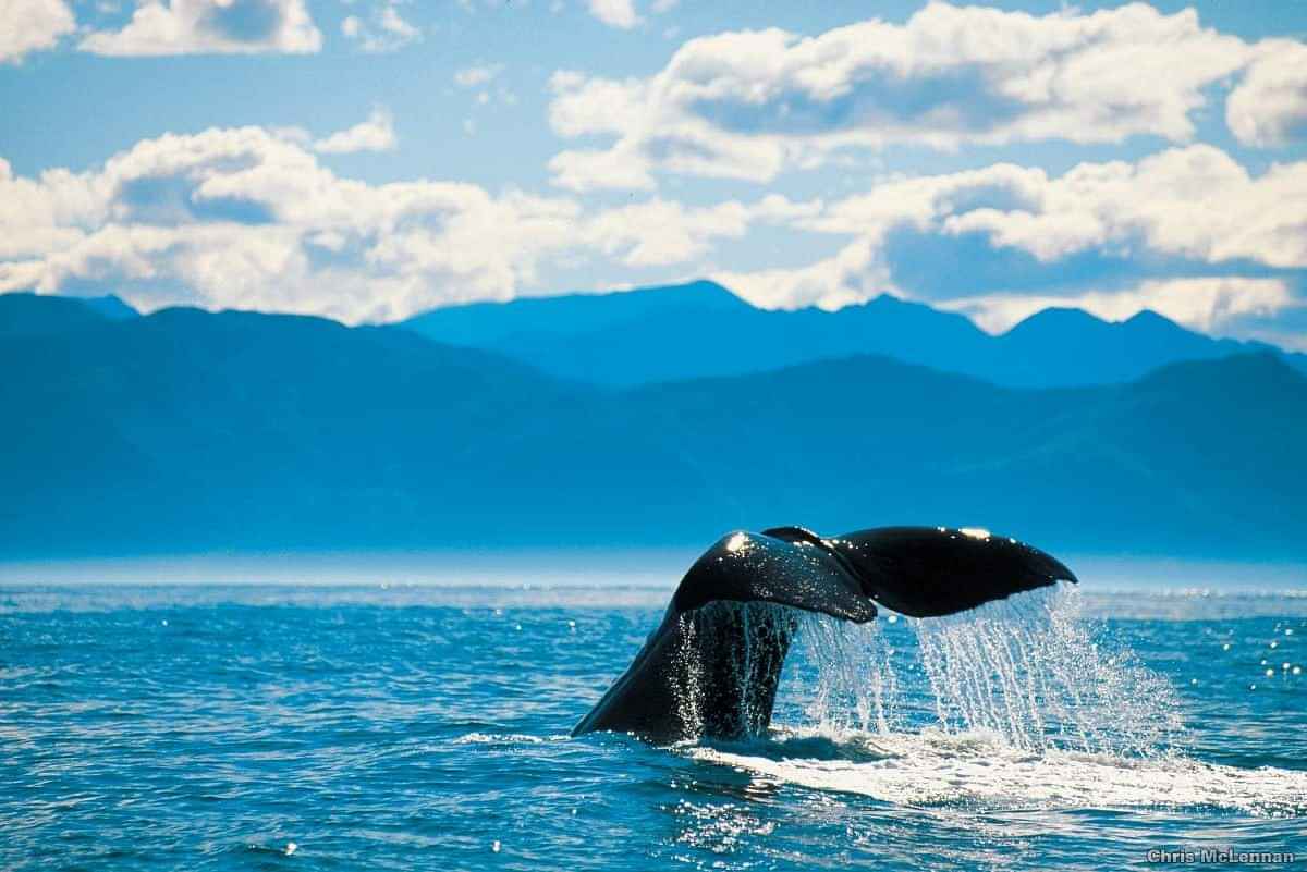 Exciting Kaikoura Whale Watching Tour