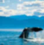 Exciting Kaikoura Whale Watching Tour