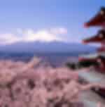 Day Trip by Bus to Kyoto, Nara and Kobe from Osaka