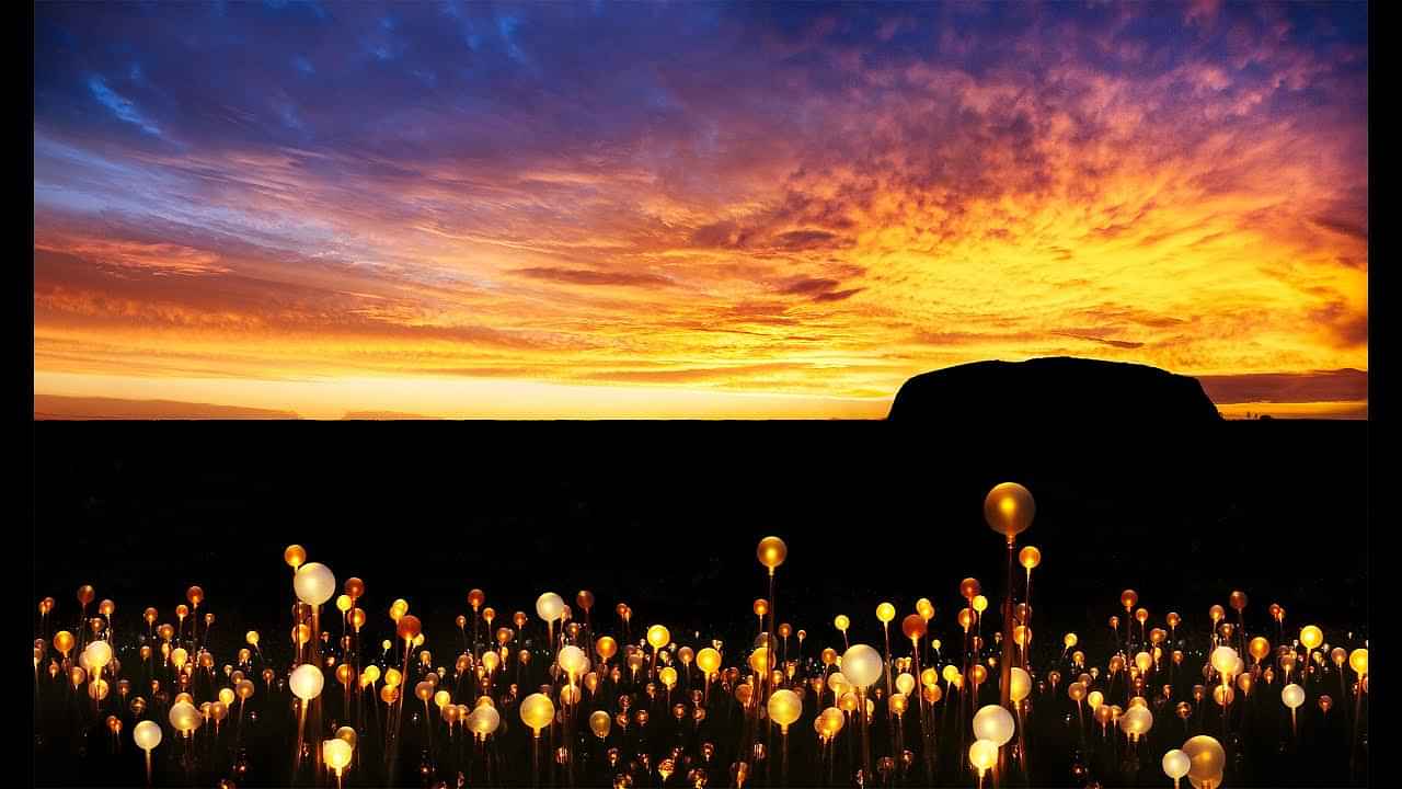 Field of Light- Uluru