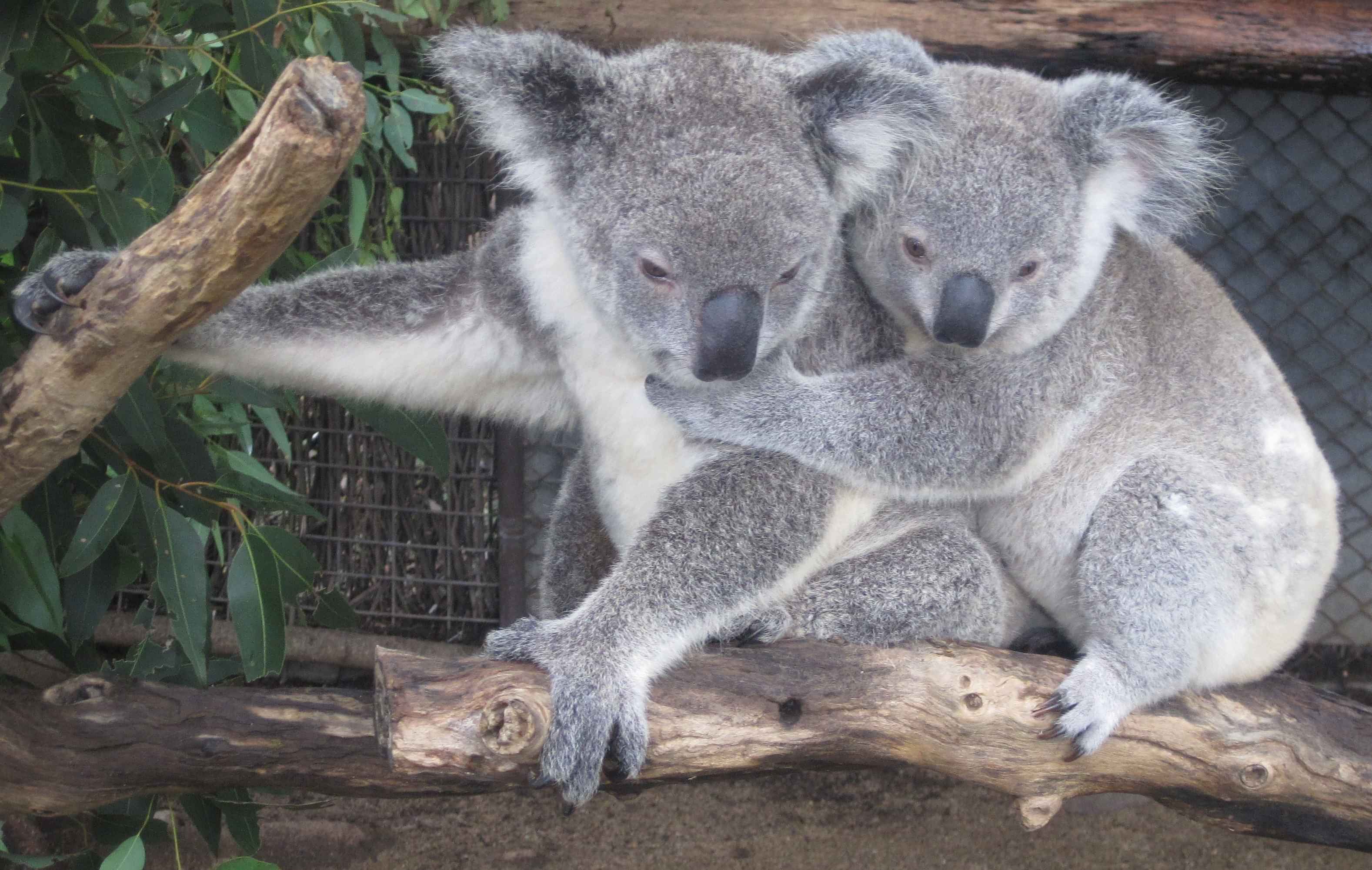 Lone Pine Koala Sanctuary Day pass