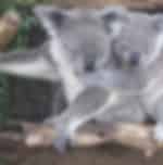 Lone Pine Koala Sanctuary Day pass