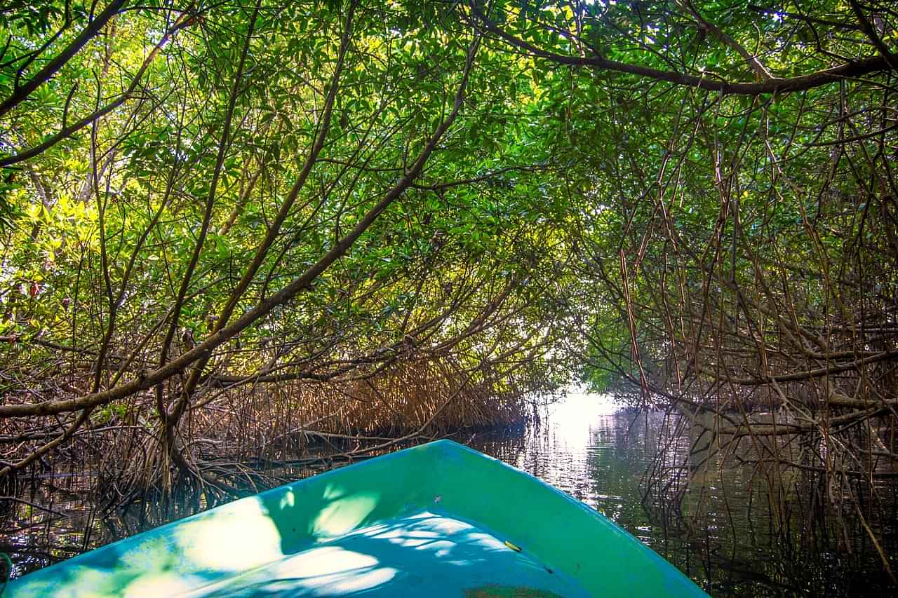 Mangrove River Safari Experience in Bentota