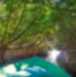 Mangrove River Safari Experience in Bentota