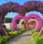 Experience the Beauty of Miracle Garden Dubai with Private Transfers (open after 1 Nov 2022 only)
