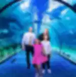 National Aquarium (Bu Tinah Dhow) with Private Transfers
