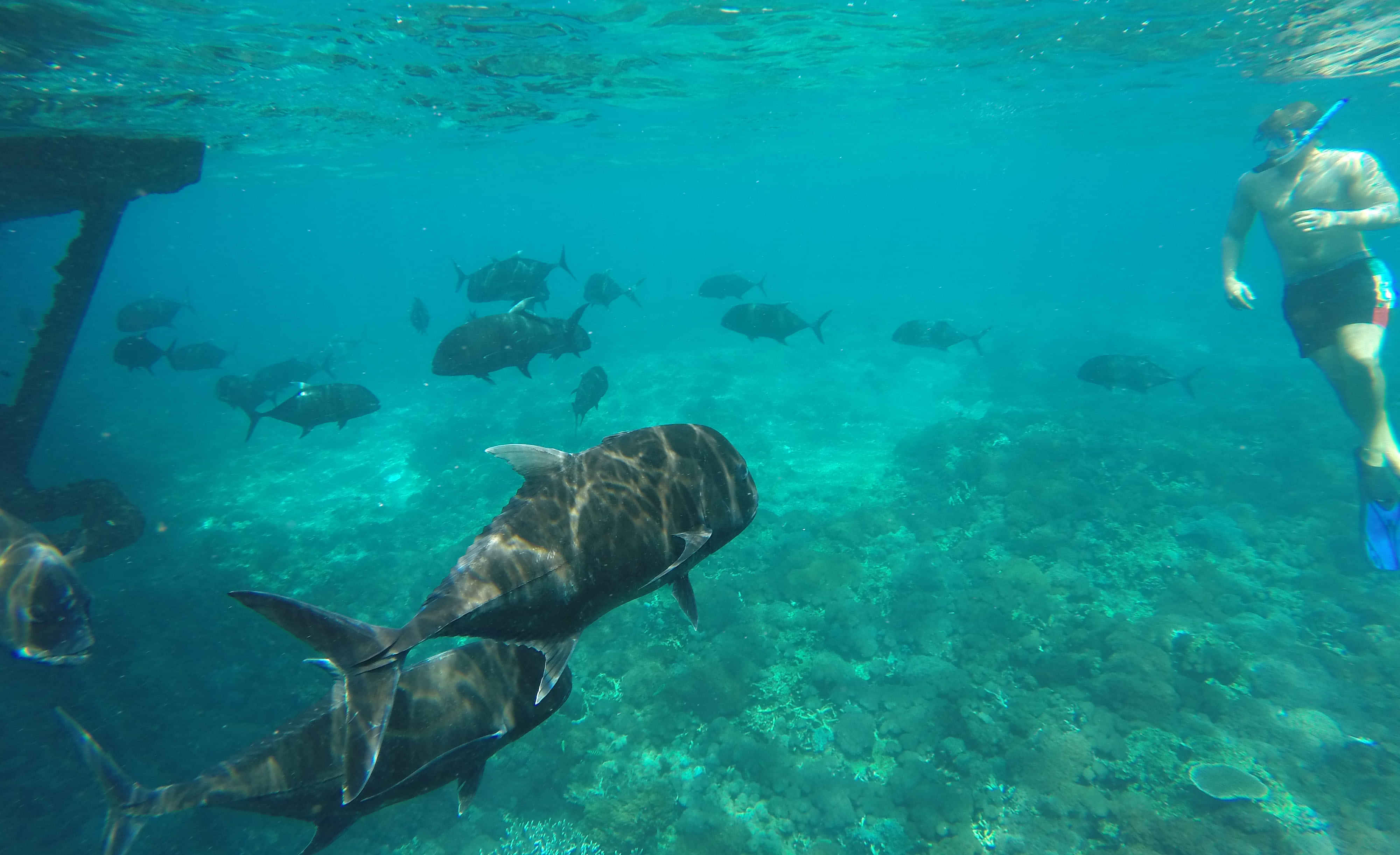  Nusa Penida Snorkeling Adventure