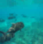 Nusa Penida Snorkeling Adventure