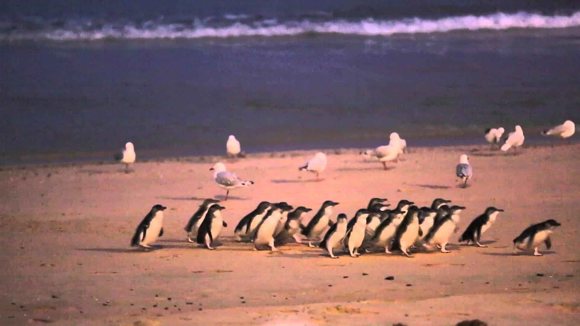 The Evening Penguin Parade Tour 