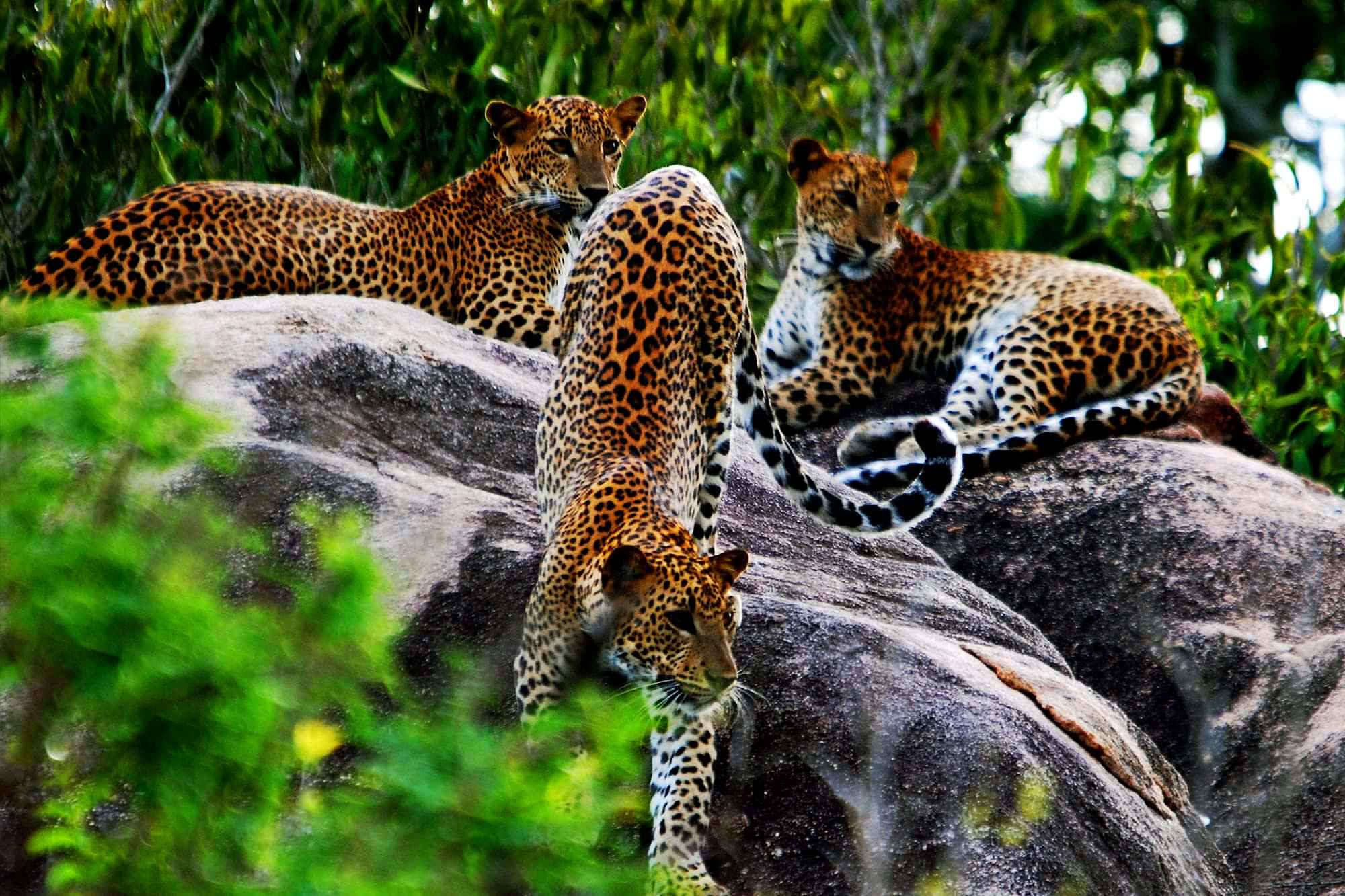 Yala National Park