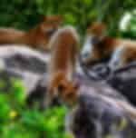 Yala National Park