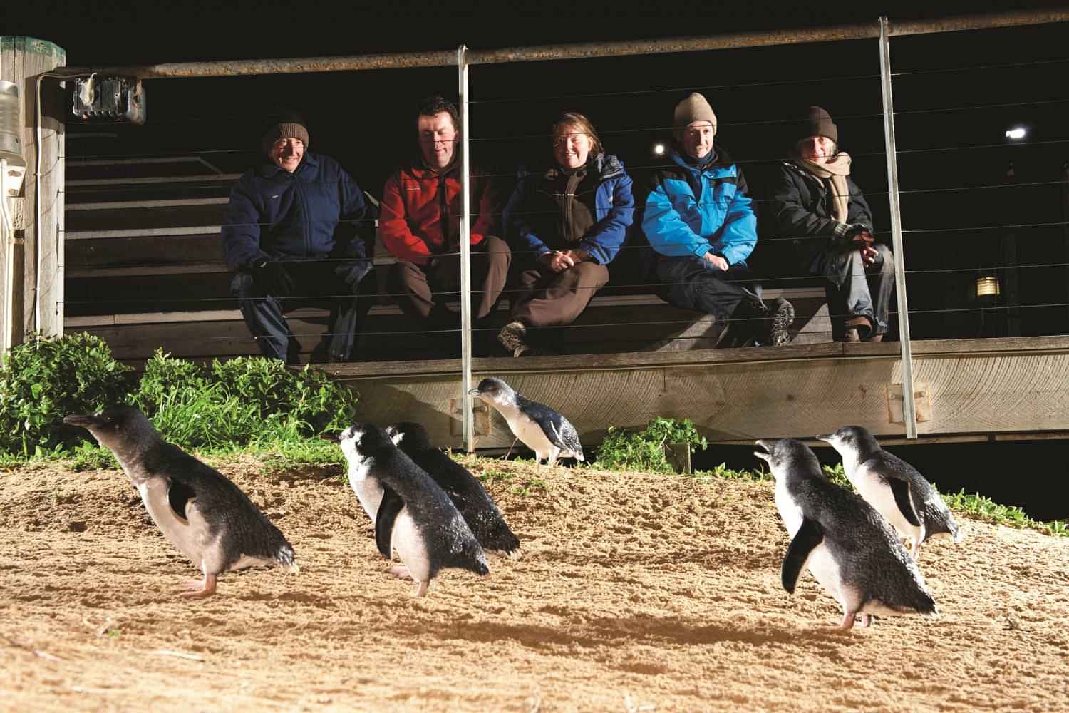 Penguin Parade & Wildlife Afternoon Tour