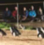 Penguin Parade & Wildlife Afternoon Tour