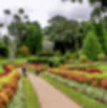 Peradeniya Botanical Gardens- Entrance Fee 11 USD Per Person Pay Directly