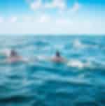 Dolswim - Whale Encounter With Private Transfers