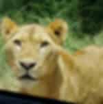 Safari & PheZulu Village Day Tour from Durban