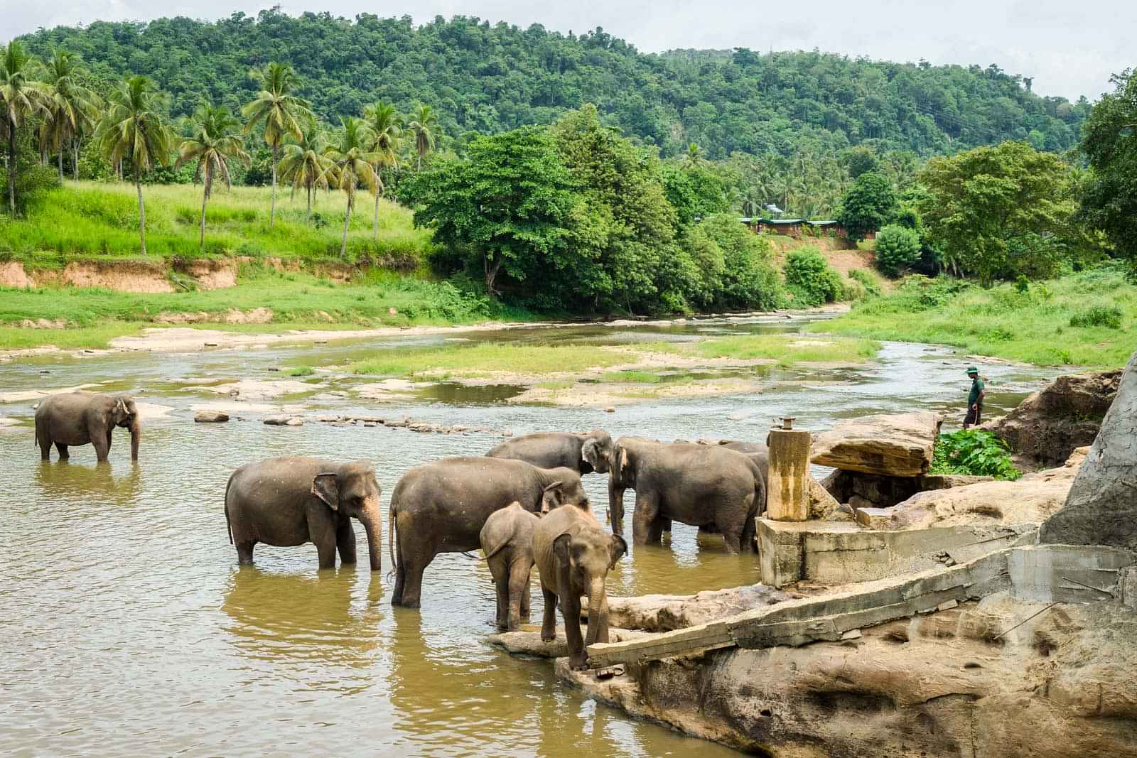 Pinnawala Elephant Orphanage Day Tour from Kandy