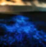 Bio Luminescent Swimming From Krabi