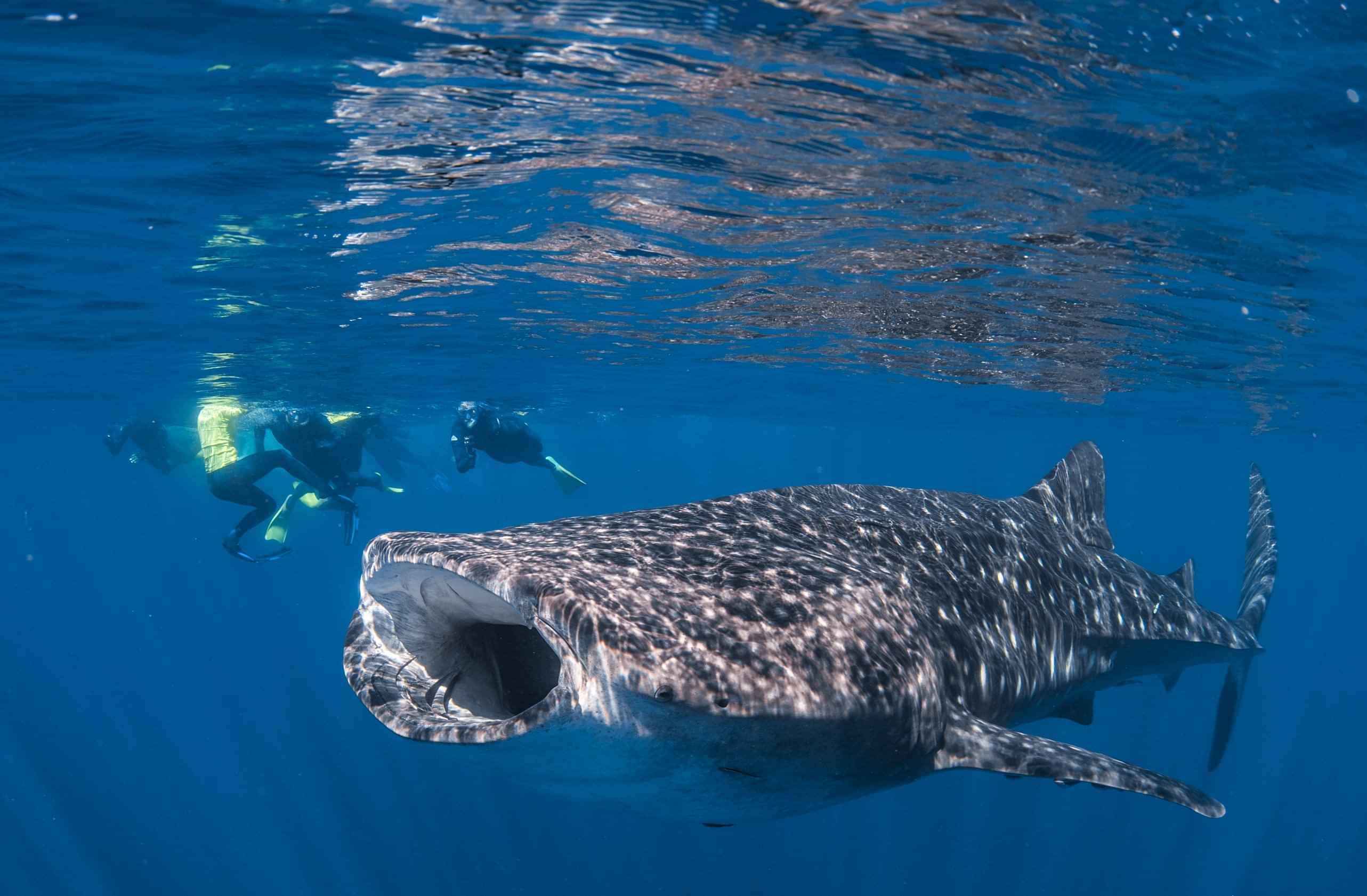 Reef Experience - Great Barrier Reef Day Tour with Scuba