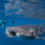 Reef Experience - Great Barrier Reef Day Tour with Scuba