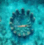 Snorkeling Silfra Tour with Pick up