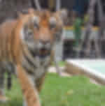 Enroute - Tiger Park/Kingdom Smallest Tiger with Private Transfers - Enroute