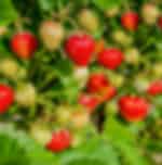 Charm of Nuwara Eliya : Ambewela Farm, Strawberry Delights , Nuwara Eliya Post Office & Scenic Horse Riding with private transfers.