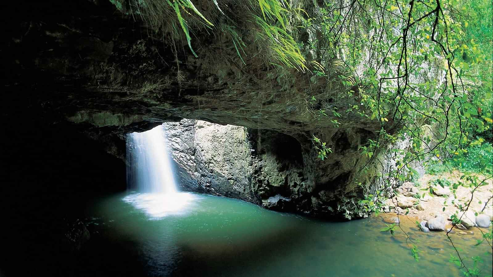 Springbrook and Tamborine Rainforest Tour Including Natural Bridge and Glow Worm Cave