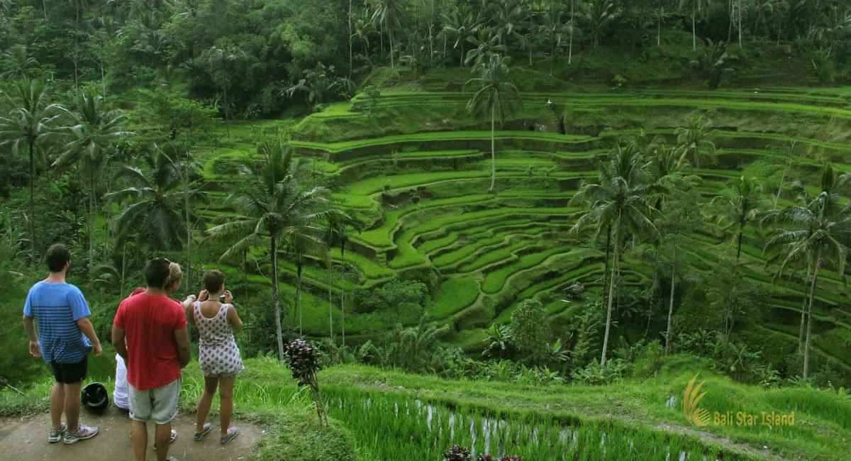 Guided Nature Tour Kintamani Volcano View Spot, Coffee Plantation and Tegallalang Rice Terraces