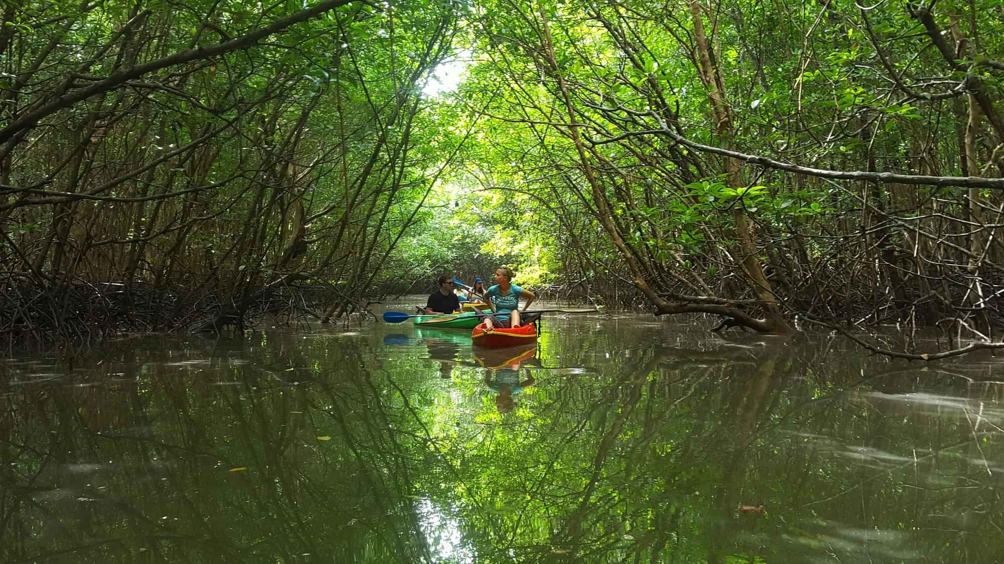 Half day Mangrove and Eagle feeding by Boat in afternoon session (No lunch) with Shared Transfers