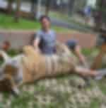 TIGER KINGDOM/Tiger Park - Giant ( Private Transfer)