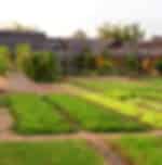 Half-day Tra Que Village Tour and Transfer for Lunch: