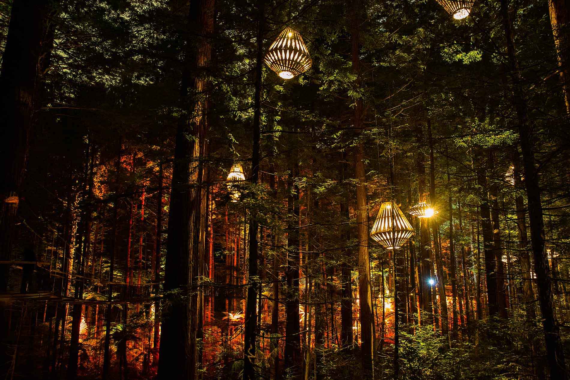 Redwoods Treewalk