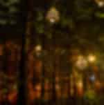 Redwoods Treewalk