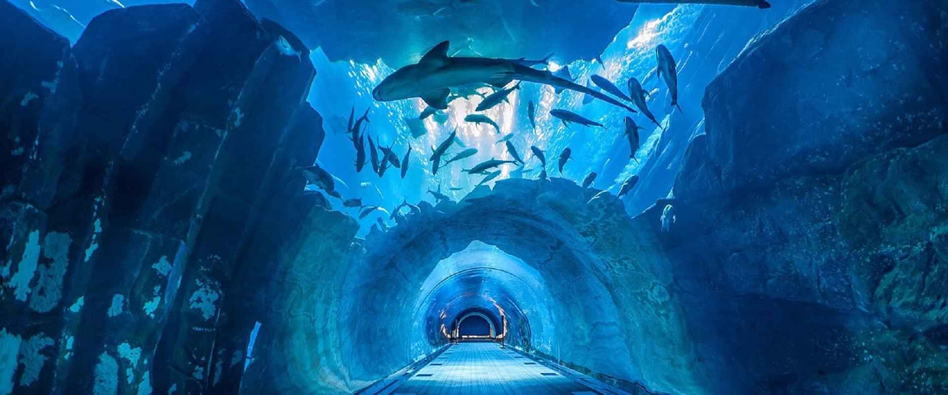 Explore Dubai Mall – Attractions Include the Dubai Aquarium, Burj Khalifa (Non-prime Hours), Dubai Fountain Show & Underwater Zoo ( Operates on Mon, Wed & Sat)