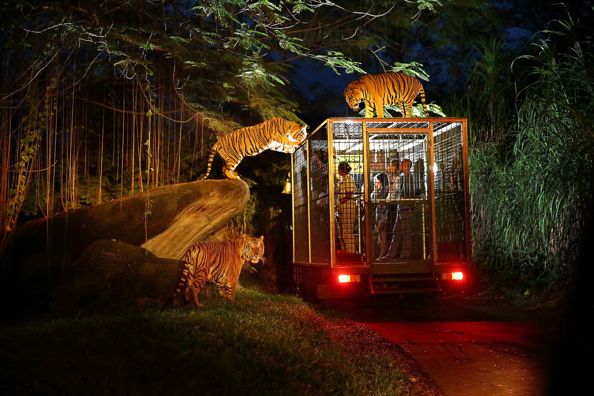 Night Safari with Admission and Tram Ride (Tickets Only )