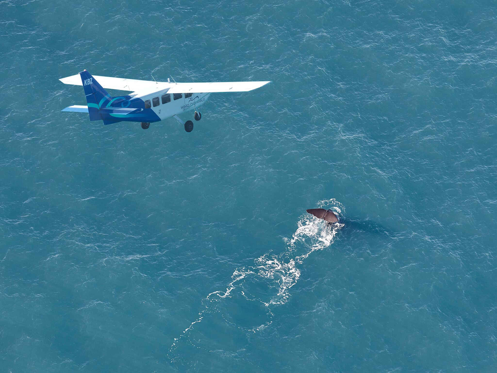 Air Whale Watching in Kaikoura