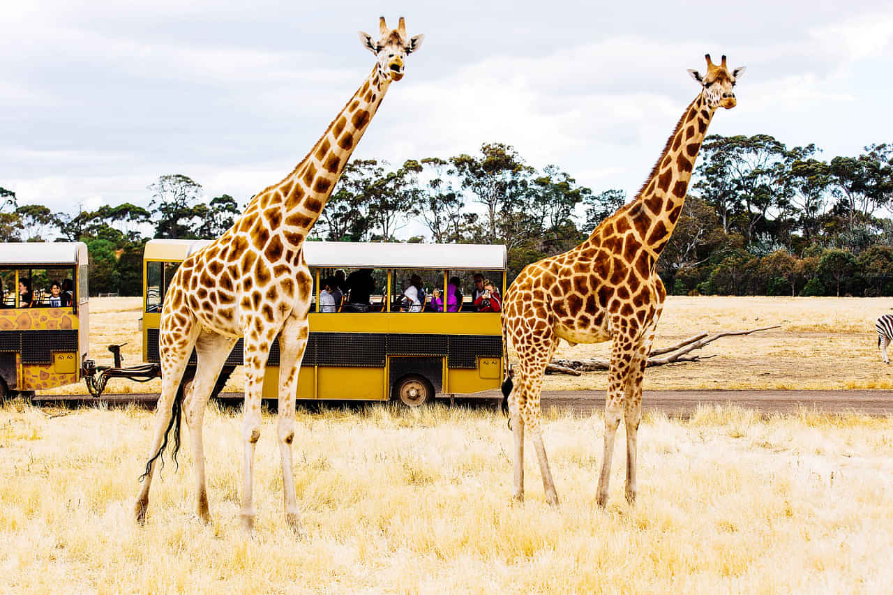 Off-Road Safari at Werribee Open Range Zoo