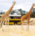 Off-Road Safari at Werribee Open Range Zoo