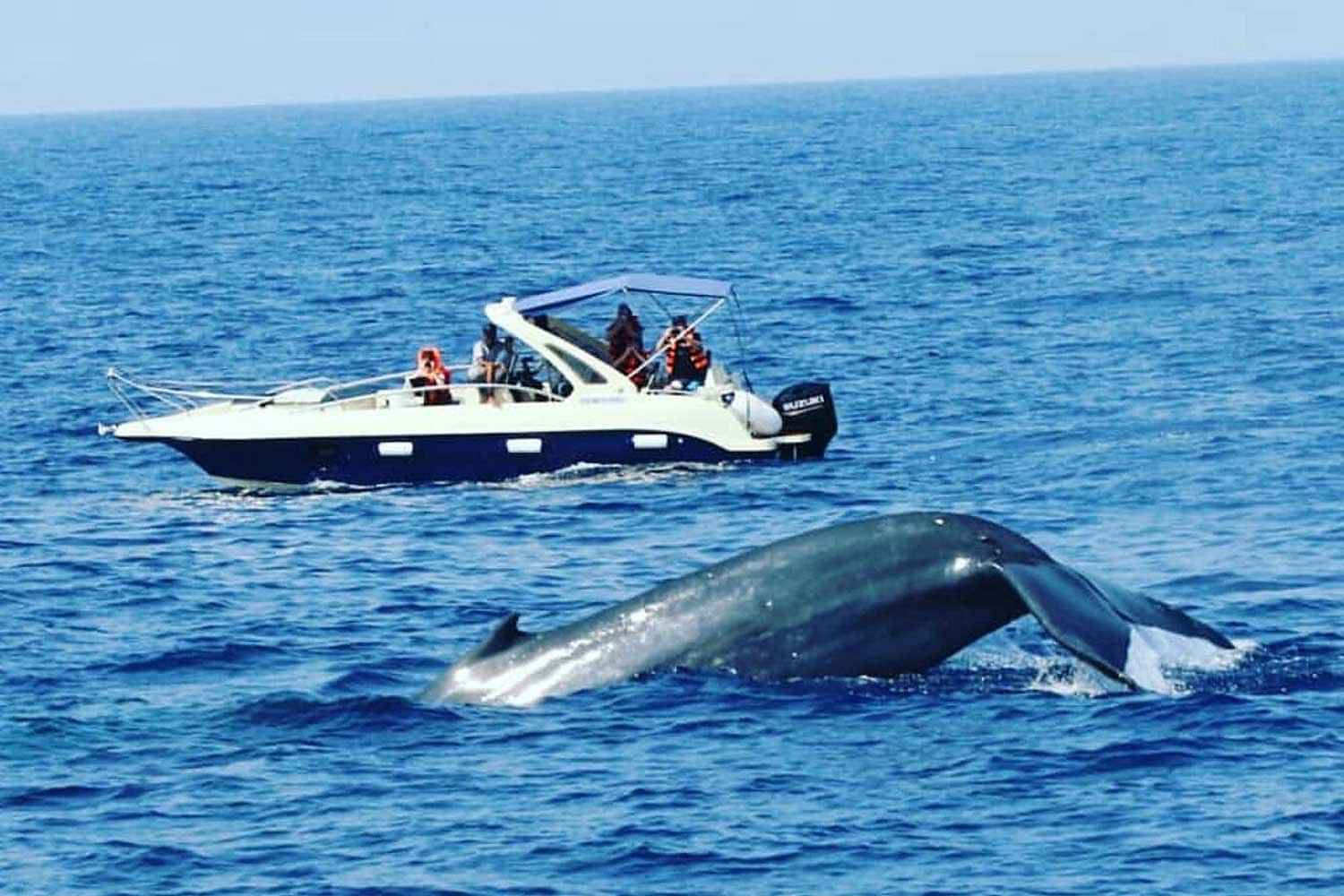 Whales Watching Mirissa + Snorkelling with turtles.