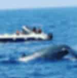 Whales Watching Mirissa + Snorkelling with turtles + scuba diving