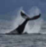 Whale Watching & Sea Angling