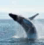 Whale Watching at Mirissa