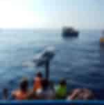 Whale/Dolphin Watching (On a Shared Boat)- Entrance Fee 45 USD Per Person Pay Directly