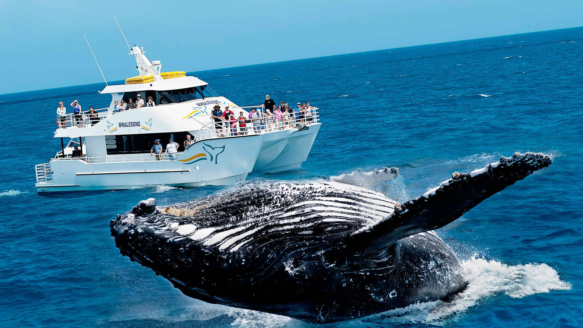 Explore Whale Watching with private transfers