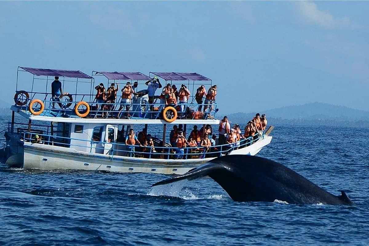 Whale/Dolphin Watching in Mirissa from Galle (On a Shared Boat) - (3-4 Hours) - SIC Transfers