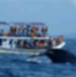 Whale/Dolphin Watching (On a Shared Boat) -(3-4 Hours) - SIC Transfers