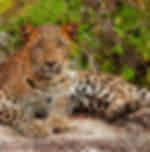 Yala National Park Entrance with Jeep Safari (3hours) - SIC Transfers