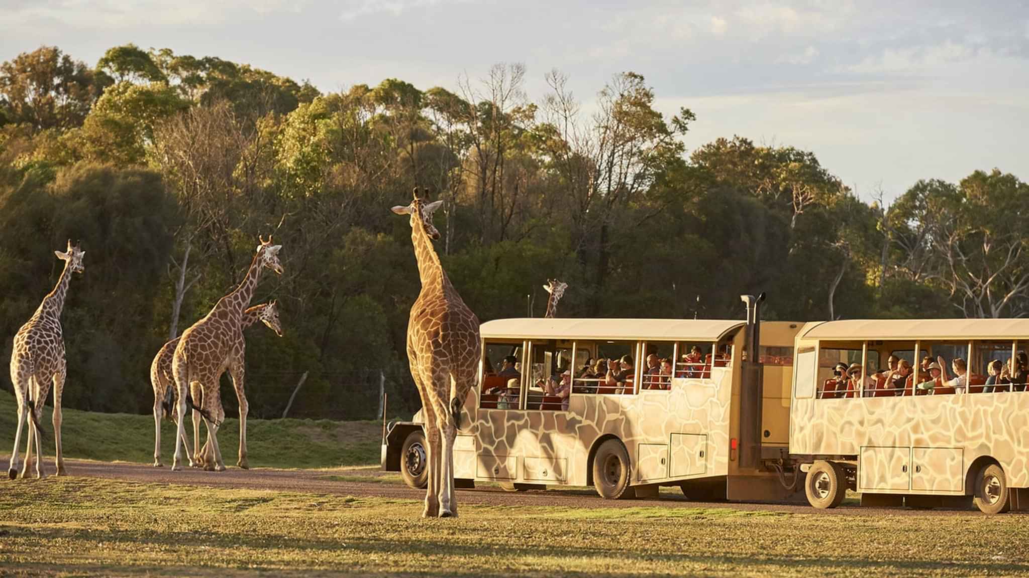 Werribee Open Range Zoo Sunset Safari Experience from Melbourne