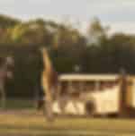 Werribee Open Range Zoo Sunset Safari Experience from Melbourne